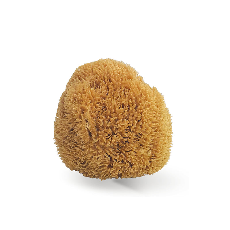 Carica immagine in Galleria Viewer, Spugna marina naturale, per decorazione | BOLDRINI